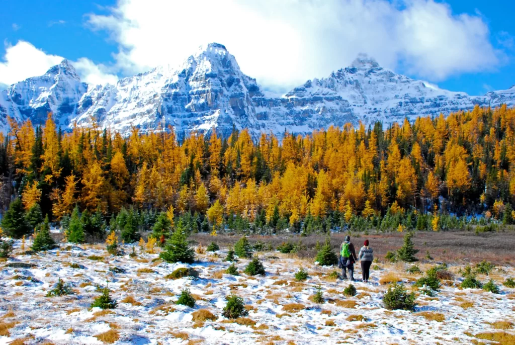Larch Valley