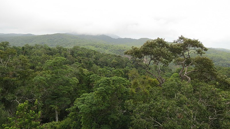 Rừng nhiệt đới Daintree
