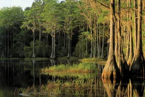 trees Lake Bradford Tallahassee Florida